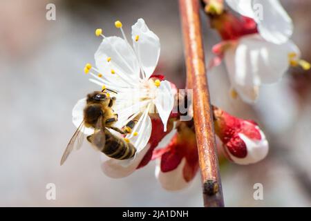 Ressort. Une abeille s'assit sur une fleur de pomme blanche sur une branche, pollinise les fleurs et recueille le nectar. Photo de haute qualité Banque D'Images