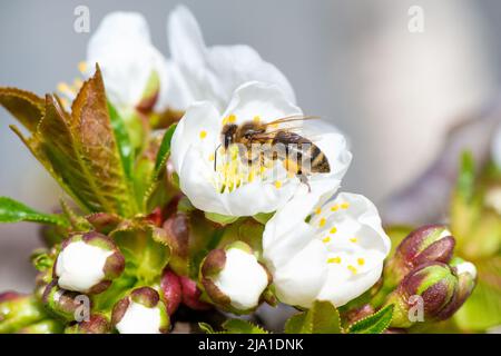 Ressort. Une abeille s'assit sur une fleur de pomme blanche sur une branche, pollinise les fleurs et recueille le nectar. Photo de haute qualité Banque D'Images