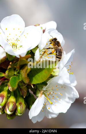 Ressort. Une abeille s'assit sur une fleur de pomme blanche sur une branche, pollinise les fleurs et recueille le nectar. Photo de haute qualité Banque D'Images