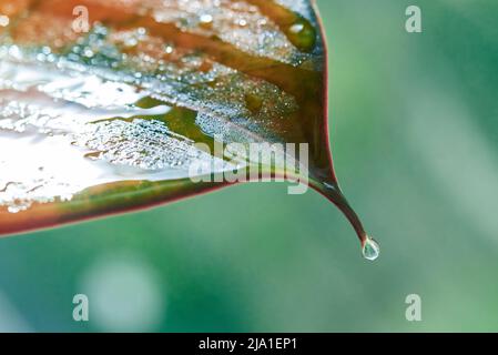 Une goutte d'eau s'écoule de la feuille, en gros plan. Banque D'Images