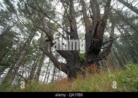 Une forêt dans le littoral national de point Reyes en Californie montre des signes de feu passé, mais est maintenant en rétablissement. Banque D'Images