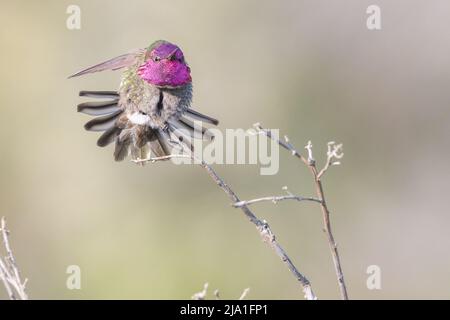 Colibri d'Anna (Calypte anna) en Californie montrant l'iridescence rouge de ses plumes de couronne dans un écran coloré. Banque D'Images