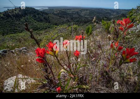 Pinceau indien de la côte (Castilleja affinis) une fleur sauvage vive pousse sur une colline surplombant la côte et l'océan Pacifique en Californie. Banque D'Images