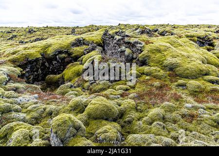 Le champ de lave Eldhraun (lava de feu) montre ici une crevasse profonde entre des monticules de lave recouverts de mousse, d’où émerge la roche noire. Avec 565 kilomètres carrés, c’est le plus grand champ de lave au monde. Il s’est formé lors de l’éruption dévastatrice de Laki en 1783/1784 et est aujourd’hui principalement recouvert de mousse. Le champ de lave se situe en Islande sur la Route circulaire près de Kirkjubæjarklaustur. Banque D'Images