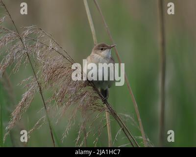 Ces petits oiseaux migrent de leurs aires de reproduction vers le sud du Sahara en Afrique ! Banque D'Images