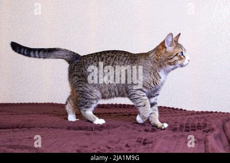 Chat rayé gris marche sur le canapé de près Banque D'Images