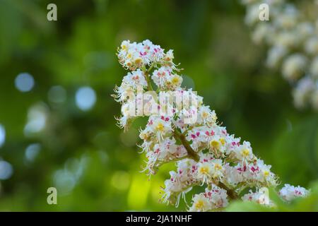 Fleur blanche de châtaigne de cheval (Aesculus hippocastanum) au printemps Banque D'Images