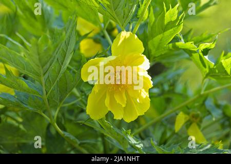 La pivoine jaune (Paeonia ludlowii) fleurit au printemps Banque D'Images