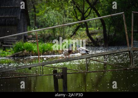 Deux canards colverts mâles se tenant sur une mariée au-dessus du lac de pêche tout en regardant l'un l'autre, avec beaucoup de peluches de peuplier en arrière-plan Banque D'Images