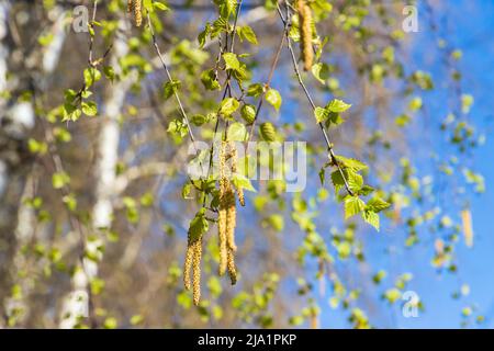 Branches de bouleau avec feuilles vertes fraîches et fleurs avec pollen jaune. Photo d'arrière-plan naturelle avec mise au point douce sélective prise lors d'un printemps ensoleillé Banque D'Images