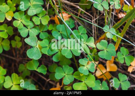 Wild Oxalis, photo en gros plan prise dans la forêt européenne, fond naturel Banque D'Images