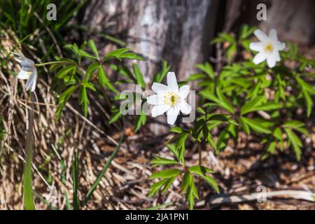 Anemone nemorosa. Les fleurs sauvages de printemps blanches poussent dans le parc de printemps, photo de gros plan avec une mise au point douce sélective Banque D'Images