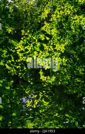 Verrière dans la forêt - hêtres en été Banque D'Images