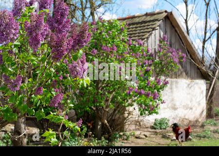 Les lilas poussent tout autour de la ferme vévodine en ruine. Banque D'Images