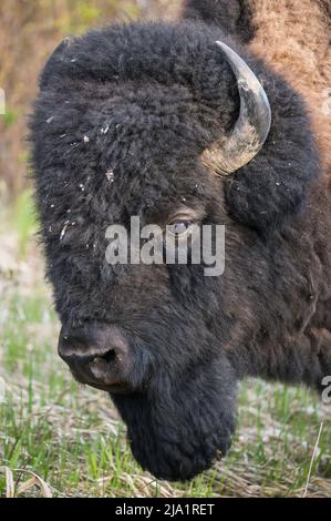 Bison des plaines mâles sauvages, Alberta, Canada Banque D'Images