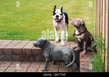 Jeune chien de Boston Terrier debout au sommet des marches du jardin avec deux chiens modèles de figurine autour d'elle. Un chien modèle semble la regarder. Banque D'Images