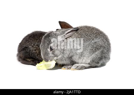 Deux petits lapins, gris au premier plan, isolés sur un fond blanc Banque D'Images