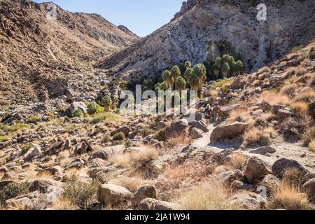 Une femme randonnée sur le sentier jusqu'à l'oasis du désert de Fortynine Palms dans le parc national de Joshua Tree. Banque D'Images