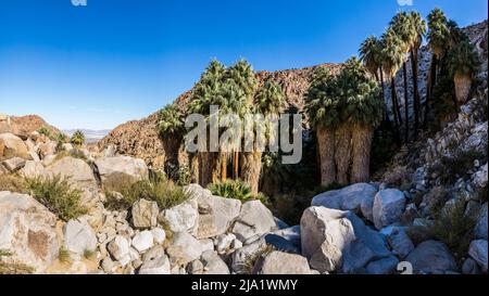 Vue panoramique sur l'oasis du désert de Fortynine Palms dans le parc national de Joshua Tree. Banque D'Images