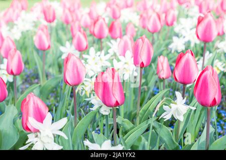 Fleurs de tulipe rose sur le champ de tulipe au printemps. Tulipes brillantes et brillantes parterres à fleurs. Mise au point sélective Banque D'Images