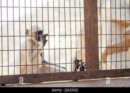 triste singe malheureux enfermé dans une cage. concept de contrebande et de protection des espèces animales menacées Banque D'Images