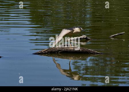 Héron de nuit à couronne noire (Nycticorax nycticorax) dans un étang Banque D'Images