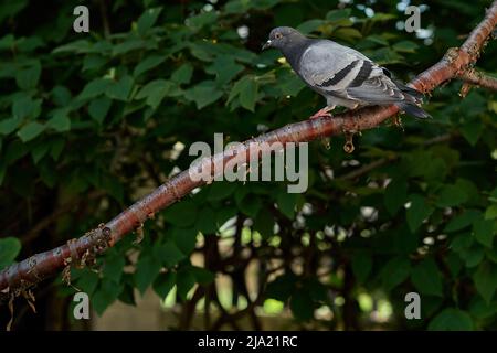concentrez-vous sur le pigeon sur un membre d'arbre avec de la verdure en arrière-plan Banque D'Images