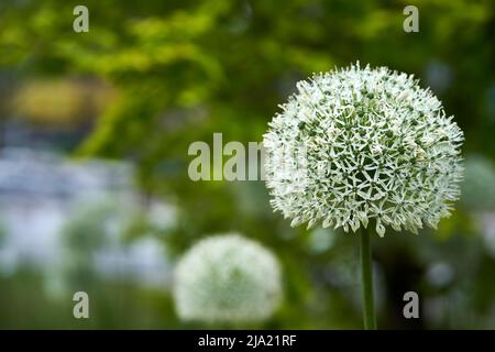 concentrez-vous sur la tête de fleur blanche d'allium en premier plan avec une mise au point douce en vert en arrière-plan Banque D'Images