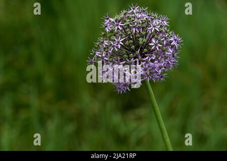 concentrez-vous sur une fleur d'allium violette en fleurs avec un arrière-plan flou vert doux Banque D'Images