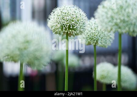 Accent sélectif sur un oignon ornemental en jardiné d'allium , une fleur blanche avec la ville en arrière-plan Banque D'Images