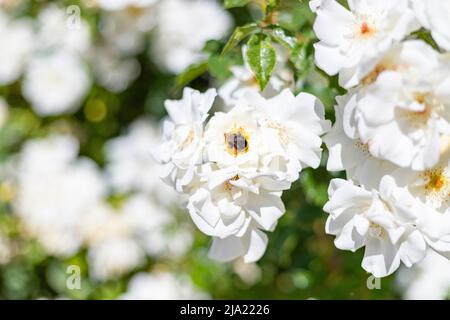 Bourdon. Bumblebee sur les fleurs colorées du jardin de roses Parque del Oeste à Madrid. Arrière-plan plein de fleurs colorées. Imprimé printanier. Banque D'Images