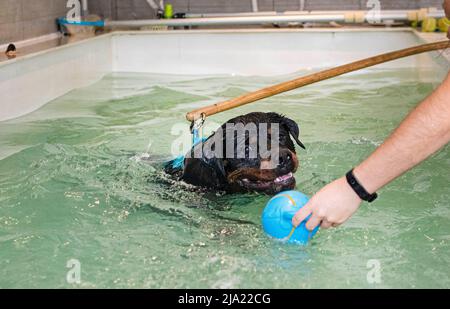 jeune rottweiler et rééducation pour l'hydrothérapie dans la piscine Banque D'Images