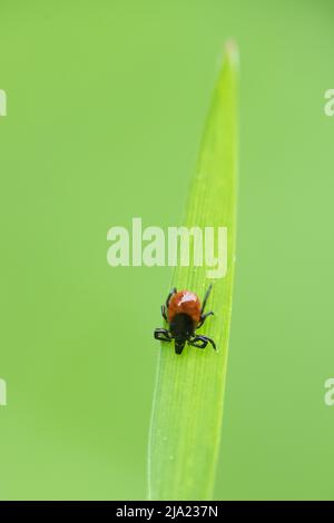 La tique commune (Ixodes ricinus), assise dans l'herbe au bord de la voie, Diesfordter Wald, Rhénanie-du-Nord-Westphalie Banque D'Images