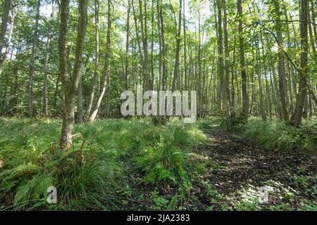 Forêt mixte de hêtre, sentier de randonnée mène à travers la sous-croissance, Vorpommersche Boddenlandschaft National Park, Mecklenburg-Poméranie occidentale Banque D'Images