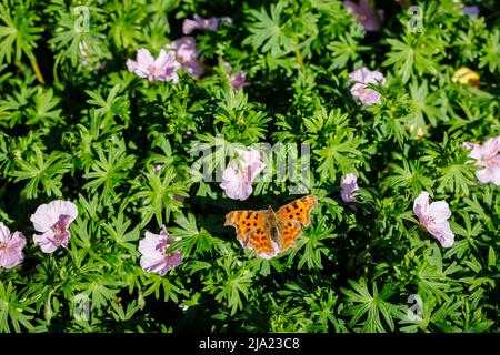 Grand papillon tortoiseshell (Nymphalis polychloros) marbré orange et noir sur une plante de Geranium sanguineum dans un jardin à Surrey, dans le sud-est de l'Angleterre Banque D'Images