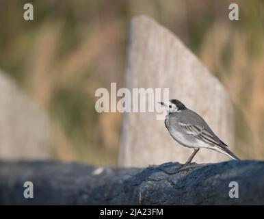 Pied Wagtail (Motacilla alba), assis au soleil, Darss, Mecklenburg-Poméranie occidentale, Allemagne Banque D'Images