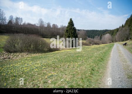 Prés de Daffodil dans le parc national d'Eifel, temps de floraison, Parc national d'Eifel, Rhénanie-du-Nord-Westphalie, Allemagne Banque D'Images