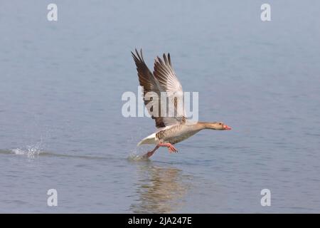 L'oie graylag (Anser anser) prend son envol d'eau peu profonde, parc national du lac Neusiedl, Seewinkel, Burgenland, Autriche Banque D'Images