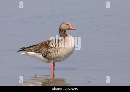 Grylag Oies (Anser anser) debout dans les eaux peu profondes, parc national du lac Neusiedl, Seewinkel, Burgenland, Autriche Banque D'Images