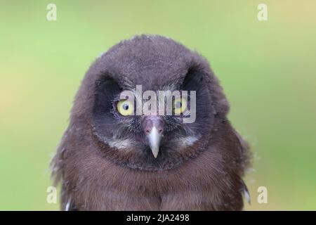 Hibou de Tengmalm (Aegolius funereus), jeune oiseau, portrait, Siegerland, Rhénanie-du-Nord-Westphalie, Allemagne Banque D'Images