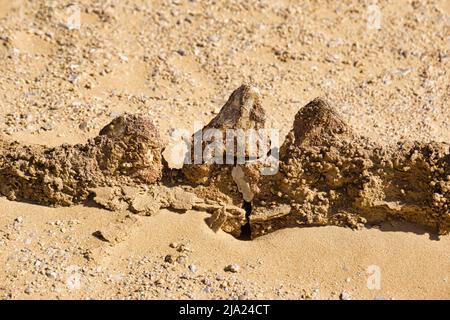 Gros plan. Squelette d'une baleine Basilosaurus, site du patrimoine mondial de Wadi Hitan, Fayum, Égypte Banque D'Images