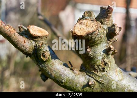 Branche de pommier fraîchement élagué au début du printemps. Concept de jardinage à la maison. Banque D'Images