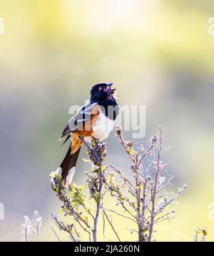 Le Towhee tacheté appelle le chant Banque D'Images