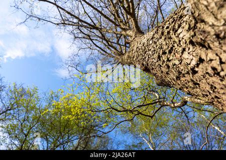 vue de dessous du tronc de l'arbre et du ciel bleu clair. nature. Banque D'Images