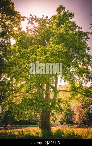 L'étoile du soleil brille à travers la canopée d'arbres à feuilles caduques le dimanche à midi dans le parc von-alten-Garten à Hanovre Linden, Hanovre, Basse-Saxe Banque D'Images