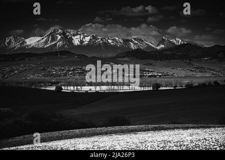 Pics de montagne enneigés, prairie pleine de fleurs, prairies vertes, matin de printemps, lumière sélective, montagnes tatra, slovaquie Banque D'Images