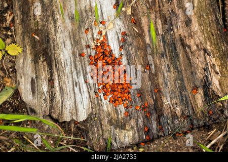 Jeunes punaises de feu (Pyrrhocoridae), sur un tronc d'arbre mort, Tegeler Forst, Berlin, Allemagne Banque D'Images