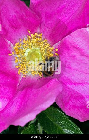 Une abeille recueille le nectar sur une rose de chien (Rosa canina), Berlin, Allemagne Banque D'Images
