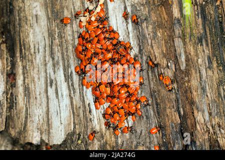 Jeunes punaises de feu (Pyrrhocoridae), sur un tronc d'arbre mort, Tegeler Forst, Berlin, Allemagne Banque D'Images