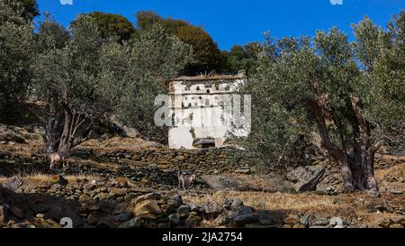 Tour de guet, oliviers gnarés, oliveraie, place de la tour de guet, côte ouest, Andros Island, Cyclades, Grèce Banque D'Images